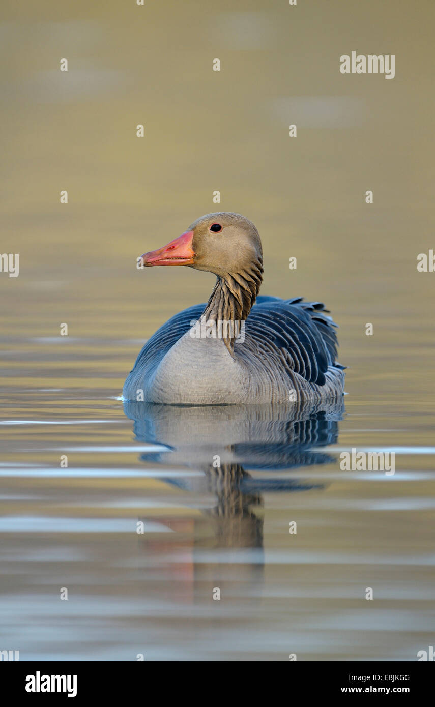 Graylag goose (Anser anser), animal adulto a nadar en un lago a la luz de la mañana , Alemania, Renania del Norte-Westfalia, la región de Ruhr Foto de stock