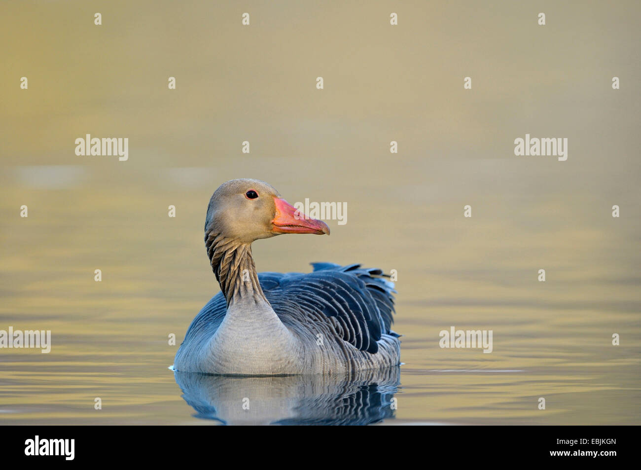 Graylag goose (Anser anser), animal adulto a nadar en un lago a la luz de la mañana , Alemania, Renania del Norte-Westfalia, la región de Ruhr Foto de stock