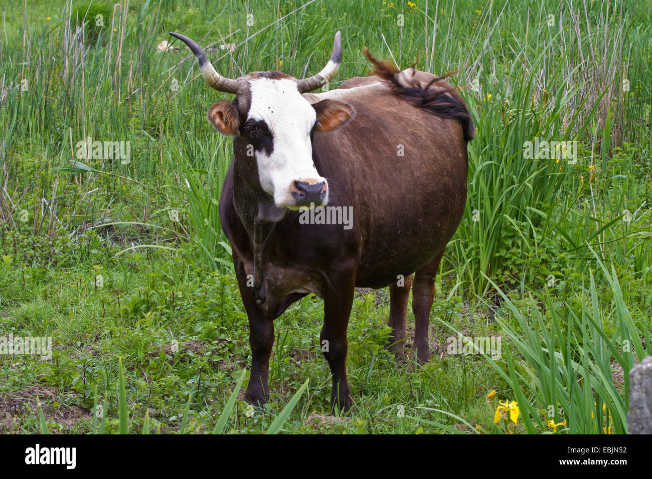 El ganado doméstico (Bos primigenius f. taurus), de pie en un potrero, Croacia, Istria Foto de stock