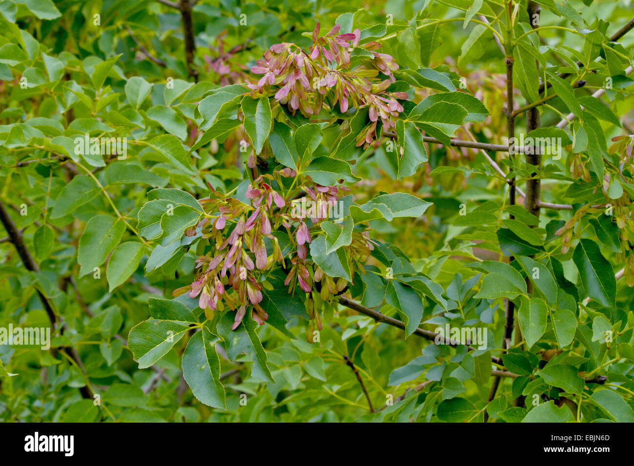 Maná fresnos (Fraxinus ornus), fructificación, Croacia, Istria Foto de stock