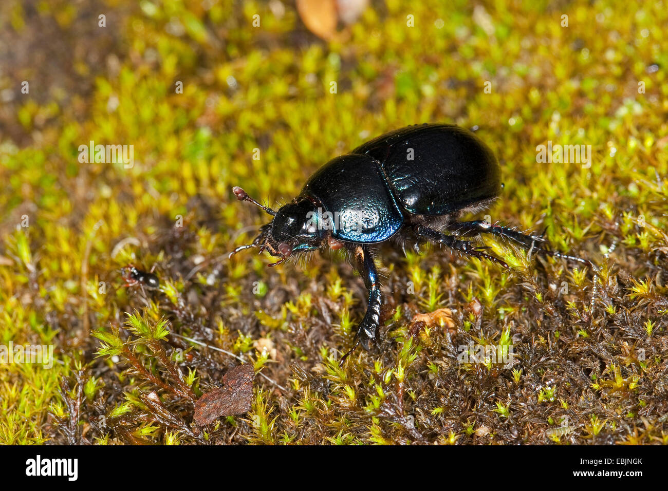 Dor común escarabajo (Anoplotrupes stercorosus, Geotrupes stercorosus), sentarse en el musgo, Alemania Foto de stock