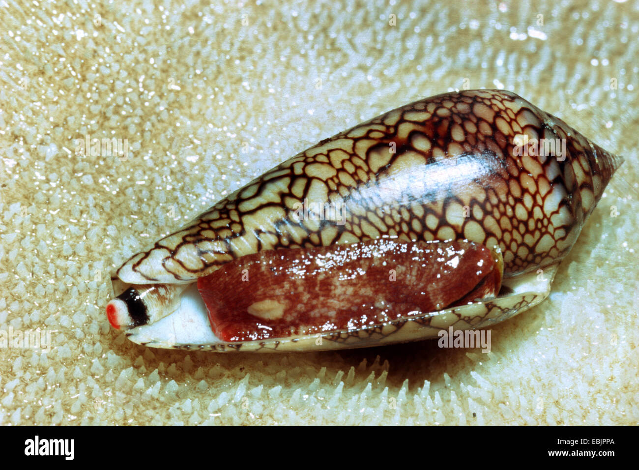 Concha de caracol de mar vivo fotografías e imágenes de alta resolución -  Alamy