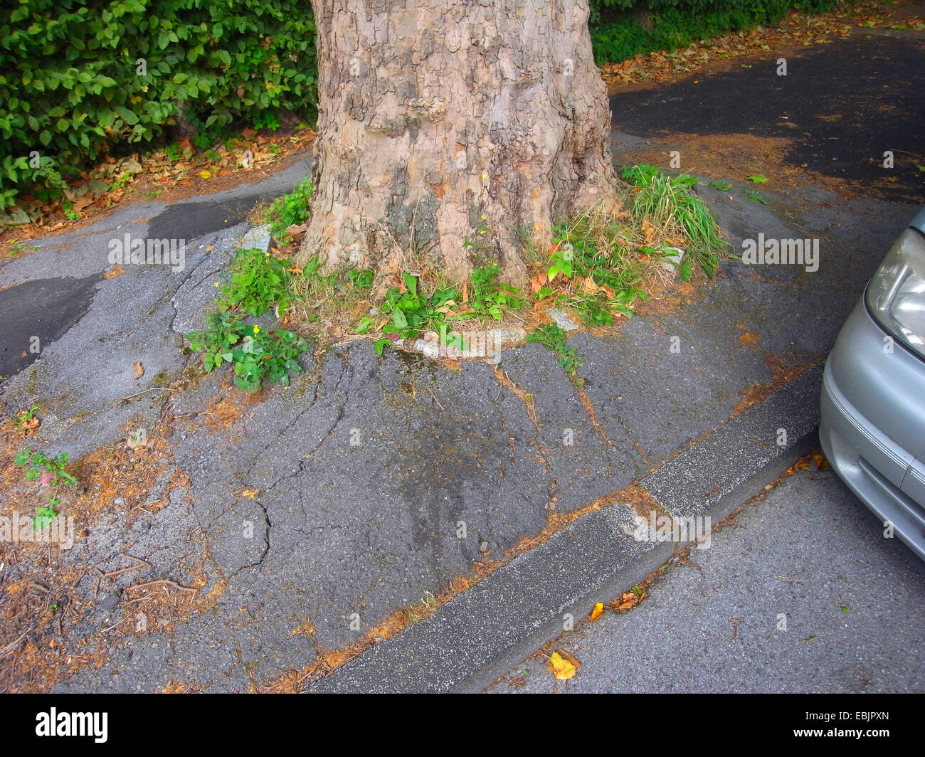 Las raíces del árbol abultamiento de superficie de asfalto, Alemania Foto de stock