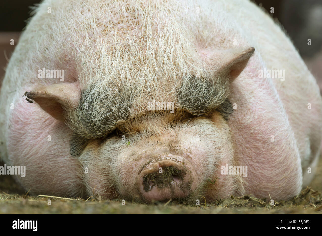 Cerdo doméstico (Sus scrofa f. domestica), grasa de cerdo acostado sobre el vientre y descansando, en Alemania, en Renania del Norte-Westfalia Foto de stock