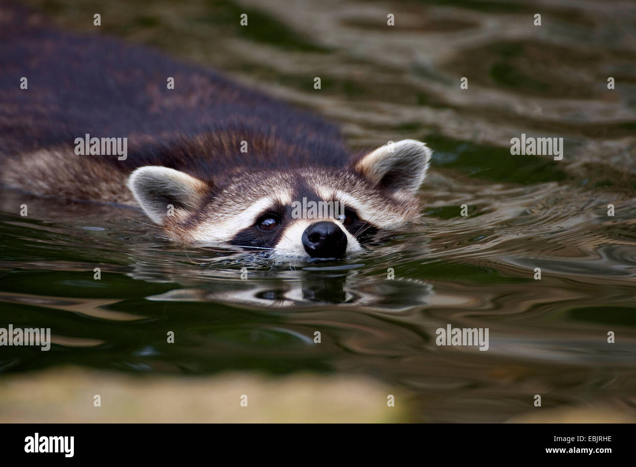 Comunes de mapache (Procyon lotor), natación, Alemania Foto de stock