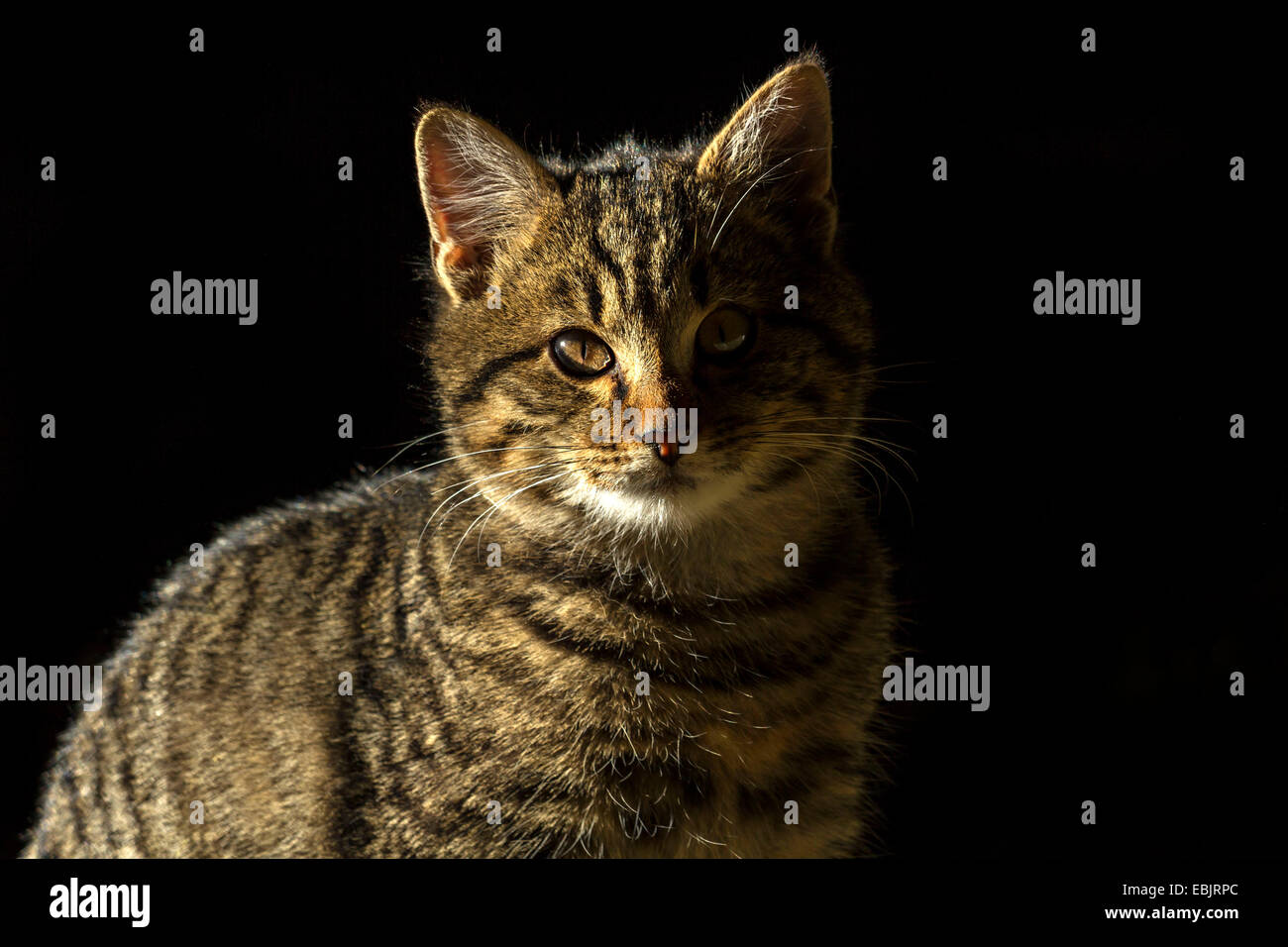 Retrato de un gato atigrado Foto de stock