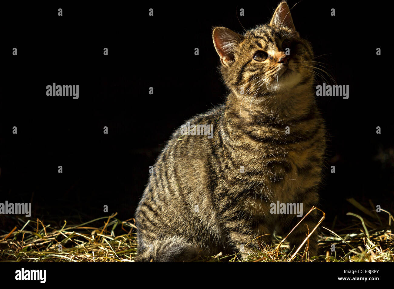 Retrato de un gato atigrado Foto de stock