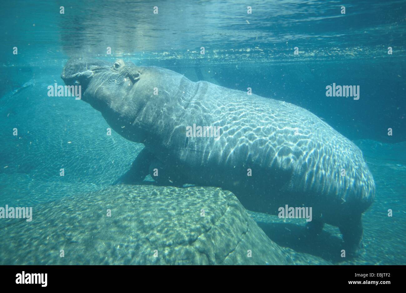 Hipopótamo o hipopótamo (Hippopotamus amphibius), bajo el agua. Foto de stock