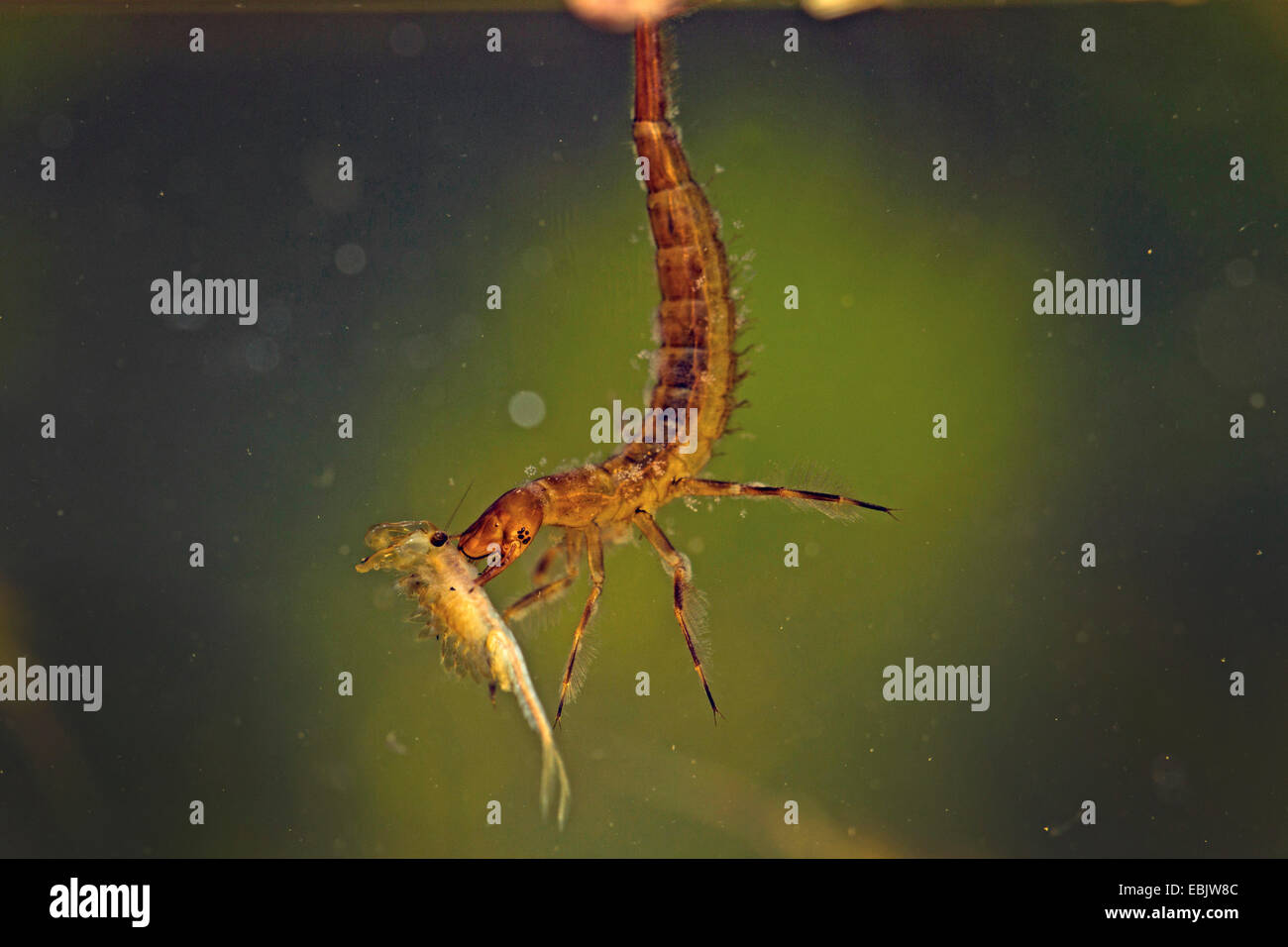 Larvas de camaron fotografías e imágenes de alta resolución - Alamy