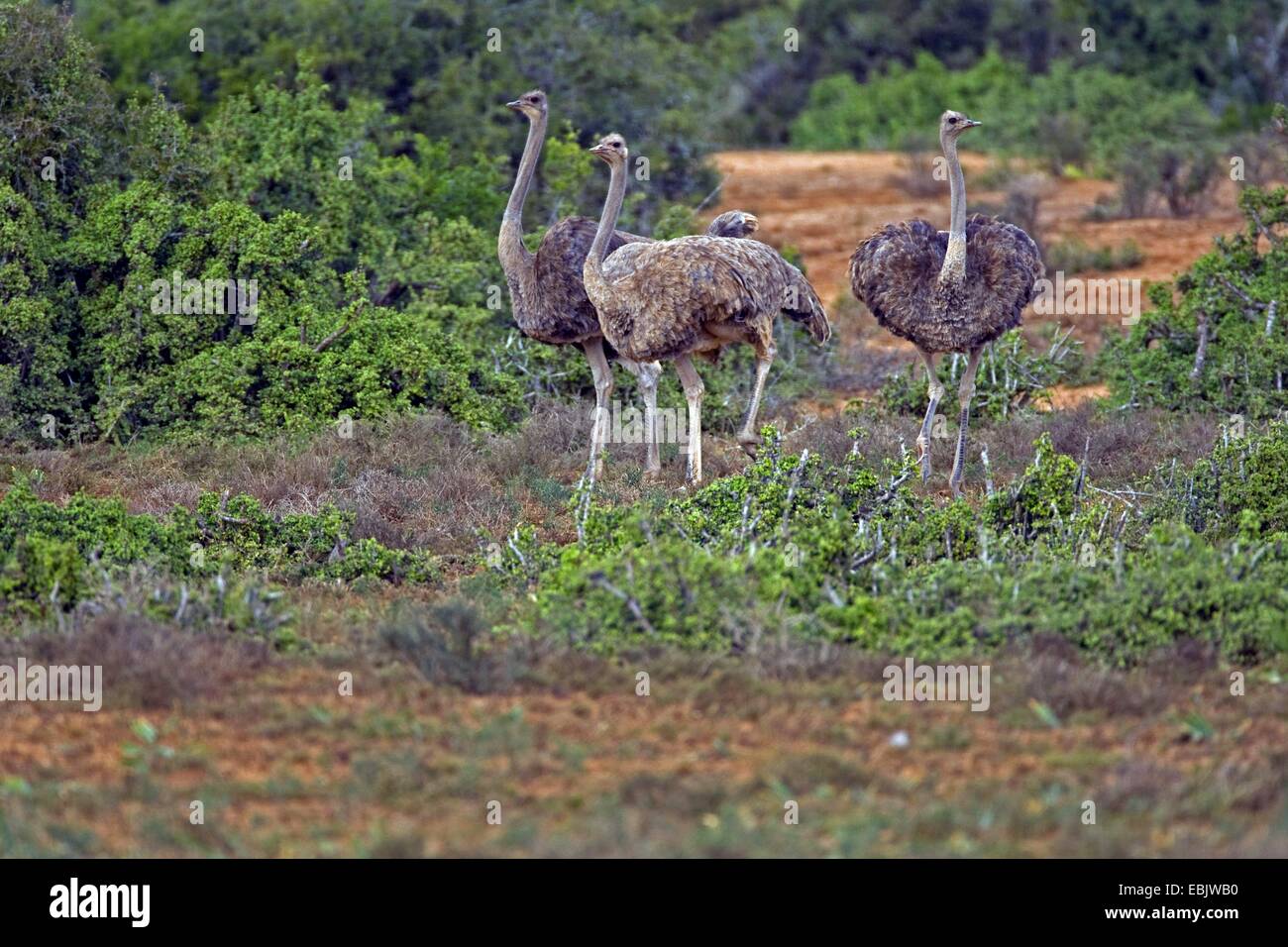 El avestruz (Struthio camelus), grupo de mujeres, África del Sur, en el Cabo Oriental, el Parque Nacional de Elefantes Addo Foto de stock