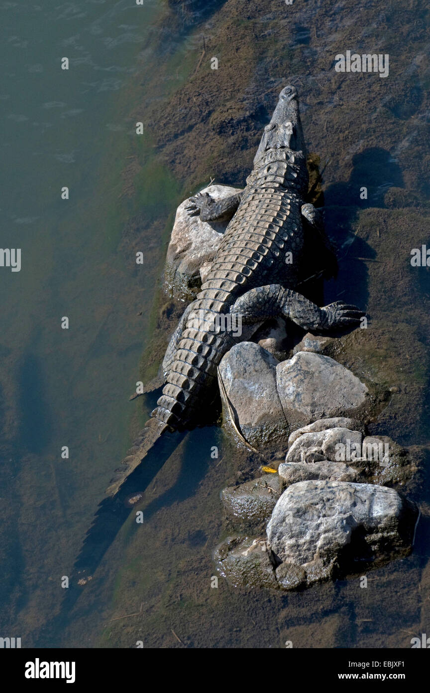 El cocodrilo del Nilo (Crocodylus niloticus), en riverbank, Sudáfrica, el Parque Nacional Krueger Foto de stock