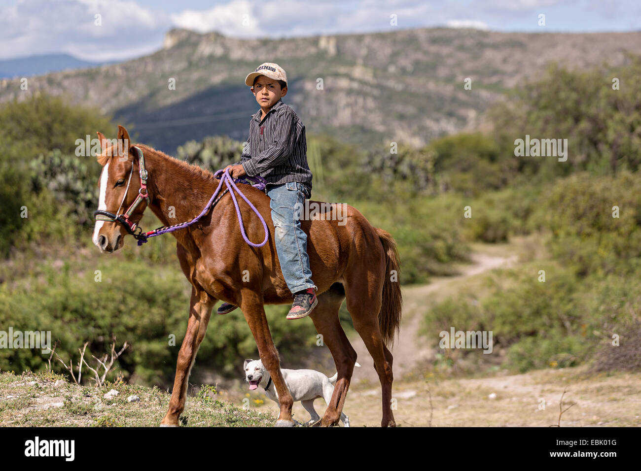 Un joven mexicano cowboy rebaños de ganado hacia abajo en una calle de la  aldea de vaqueros mexicanos de Noviembre 5, 2014 en Yaguarón, México  Fotografía de stock - Alamy