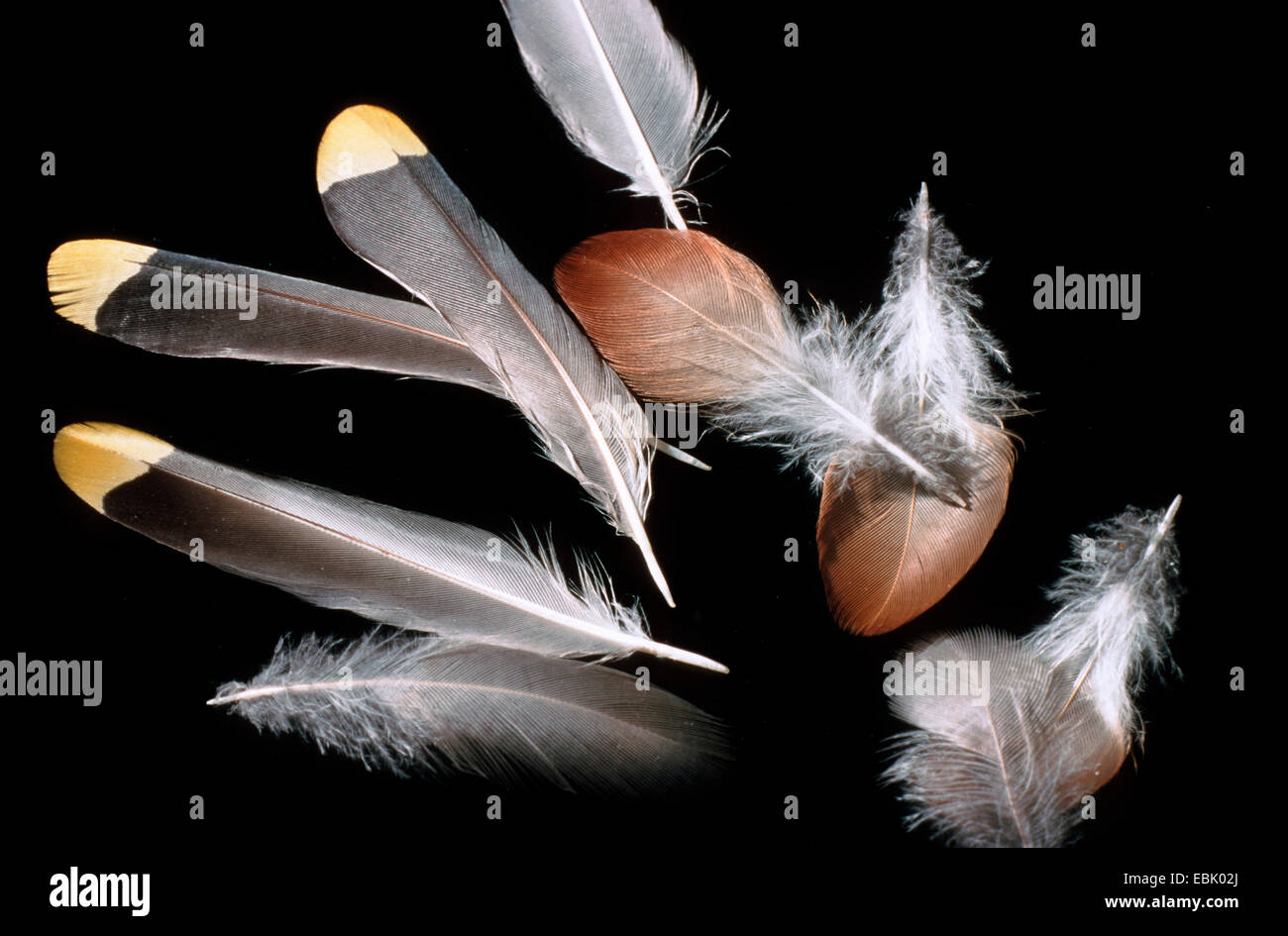 Bohemian waxwing (Bombycilla garrulus), las plumas Foto de stock