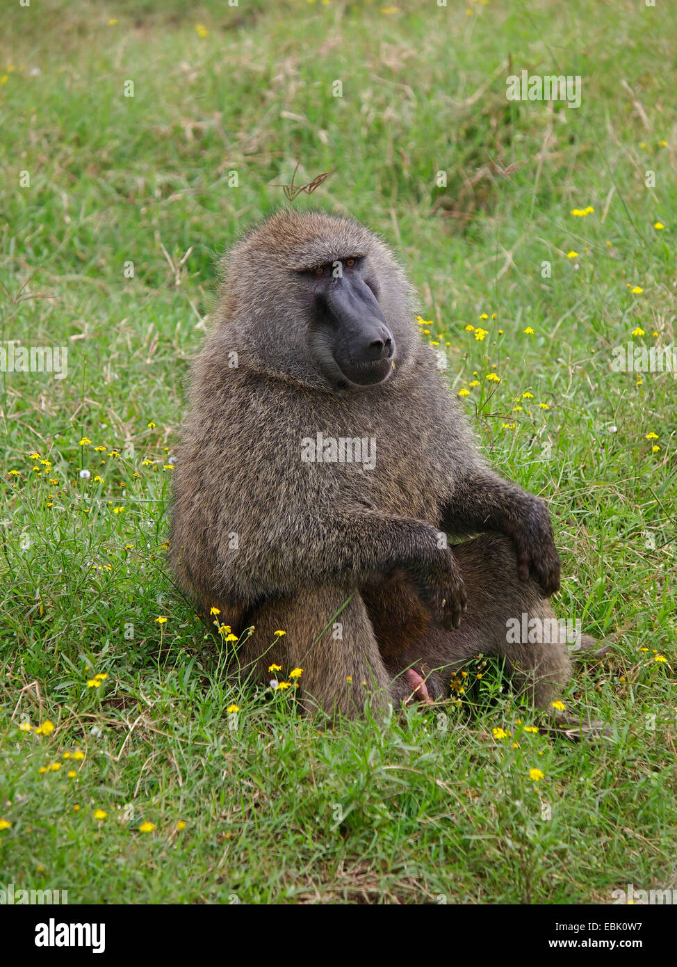 Babuino amarillo, savannah babuinos (Papio cynocephalus), macho babuino descansando, Kenya Foto de stock