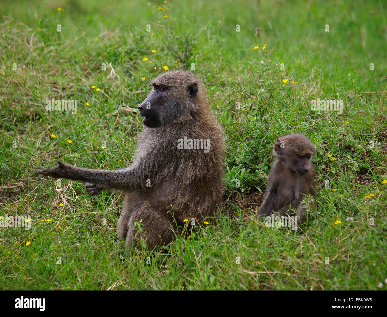 Babuino amarillo, savannah babuinos (Papio cynocephalus), madre con pup pidiendo comida, Kenya Foto de stock