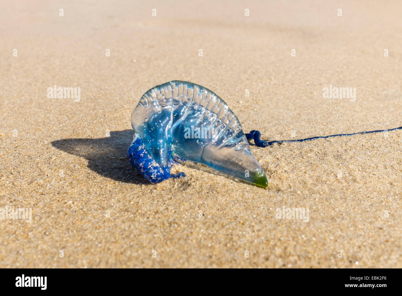 Medusas peligrosas en la playa fotografías e imágenes de alta resolución -  Alamy