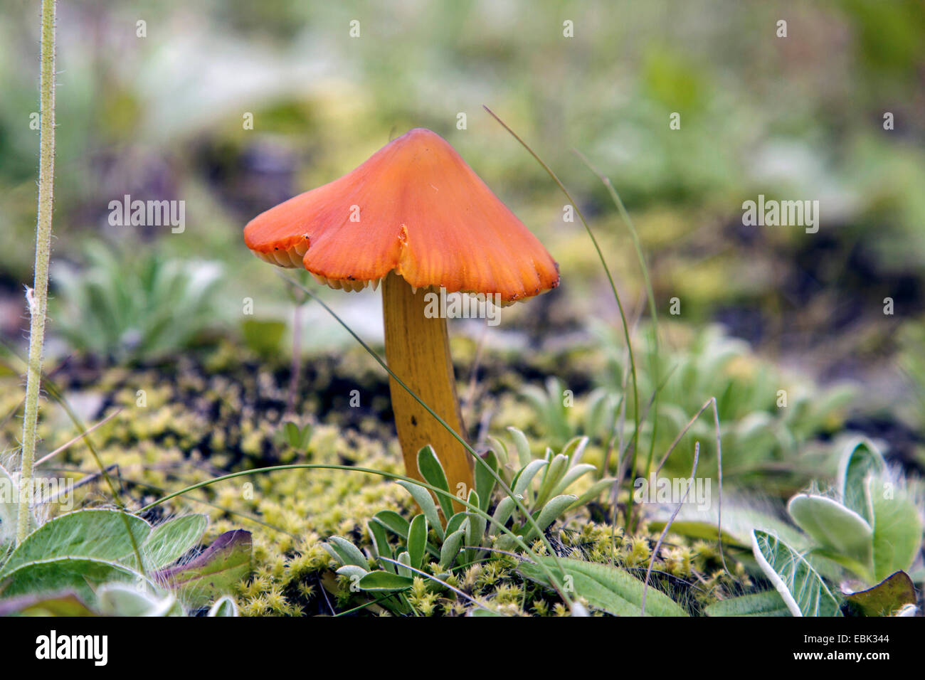 Fibercap (Inocybe spec.), Rusia, oblast de Murmansk, Kola Foto de stock