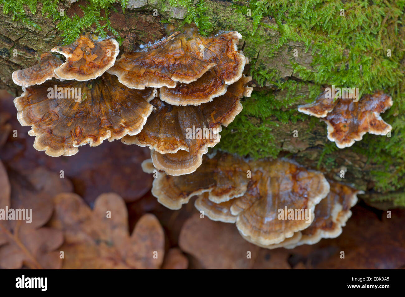 Turquía, cola, muchos Turkeytail zonadas soporte, la descomposición de madera (Trametes versicolor, Coriolus versicolor), en deadwood, Alemania, Schleswig-Holstein Foto de stock