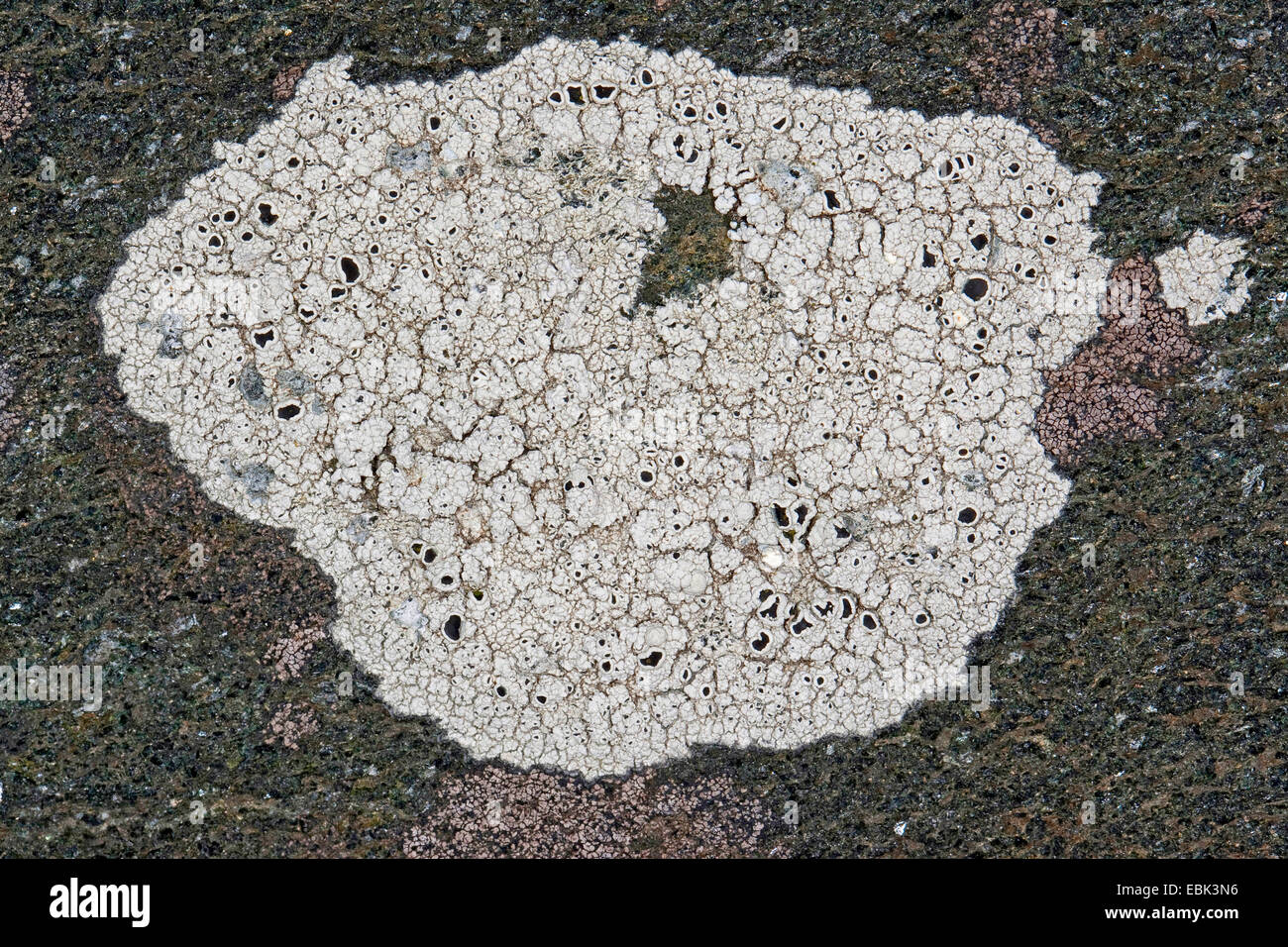 Escudos de negro (Tephromela Liquen Lecanora, sinónimo de atra atra), en la costa de rocas, Alemania Foto de stock