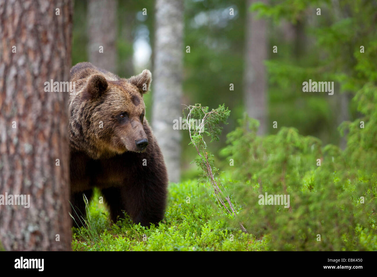 Unión oso pardo (Ursus arctos arctos), el recorrido a través de un bosque, Finlandia Foto de stock