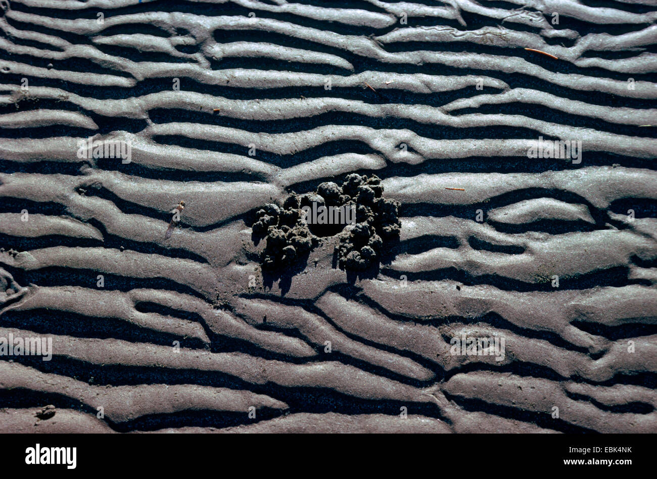 Cangrejo fantasma del Indopacífico, bocina-eyed cangrejo fantasma (Ocypode ceratophthalma), el agujero en la playa entre las ondulaciones de arena Foto de stock