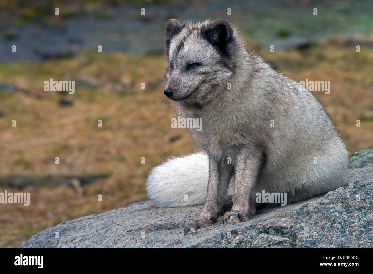 Zorro ártico, el zorro polar (Alopex lagopus, Vulpes lagopus), sentado sobre una roca, Suecia, Hamra, Parque Nacional Foto de stock