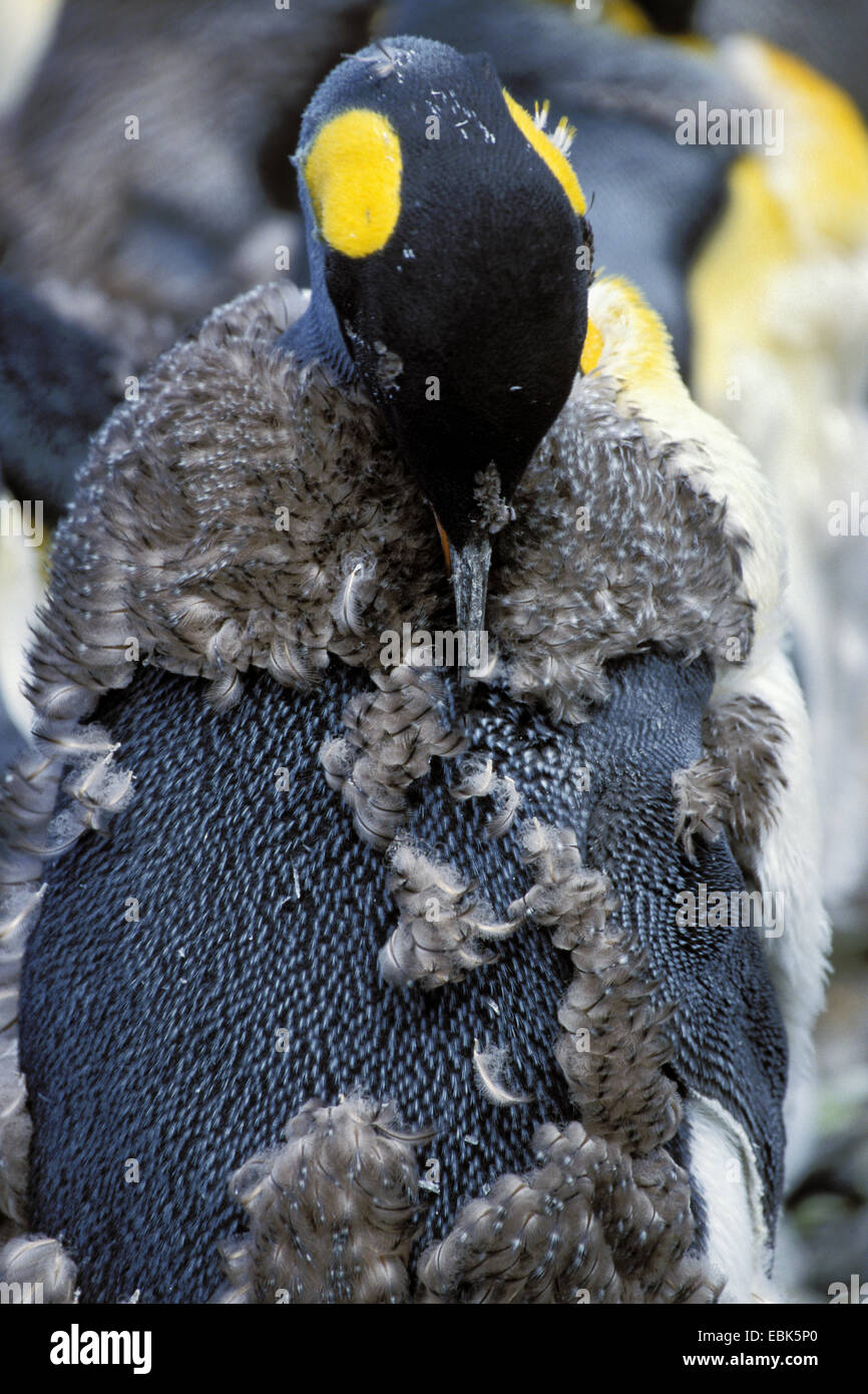 Pingüino Rey (Aptenodytes patagonicus), la muda, la Antártida, Suedgeorgien Foto de stock