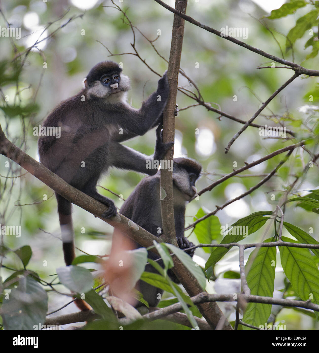 Uganda Procolobus tephrosceles), dos monos en las ramas, Uganda, el Parque Nacional del Bosque de Kibale Foto de stock