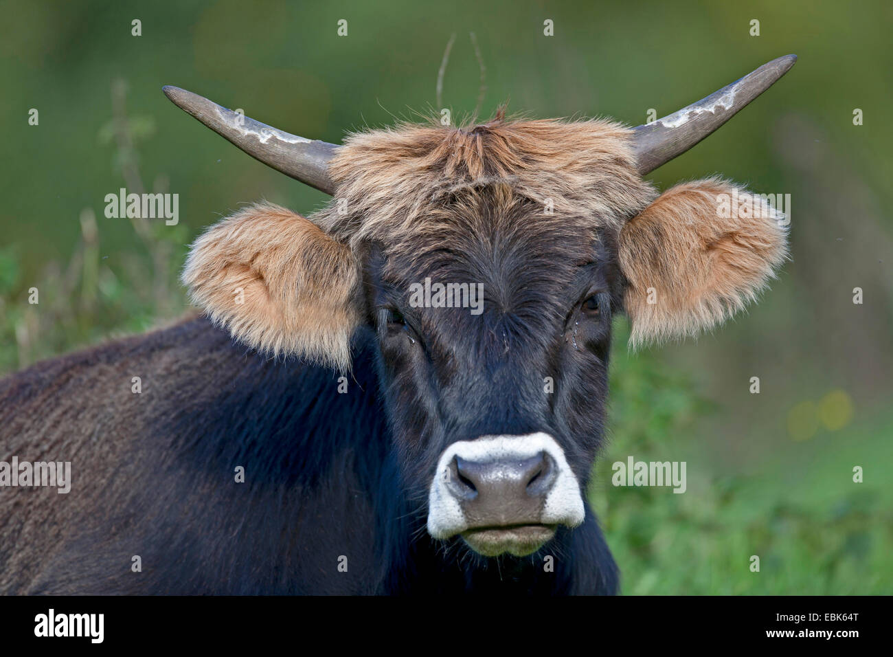 Heck ganado (Bos primigenius f. taurus), vaca, Uros - raza, Alemania, Schleswig-Holstein Foto de stock