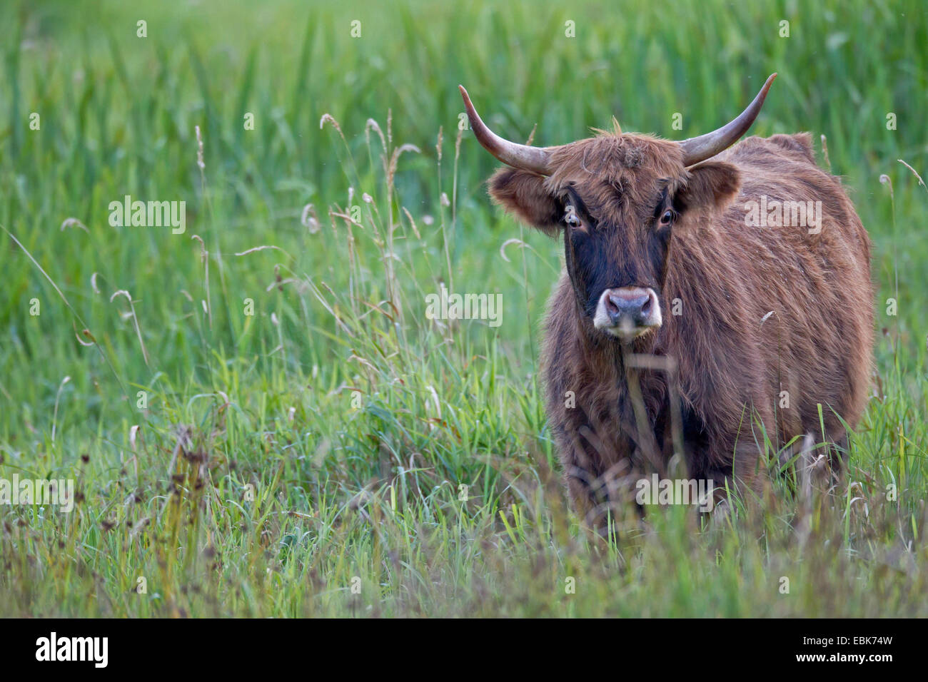 Heck ganado (Bos primigenius f. taurus), una vaca en un potrero, Alemania, Schleswig-Holstein, Naturschutzgebiet Weidelandschaft Eidertal Foto de stock
