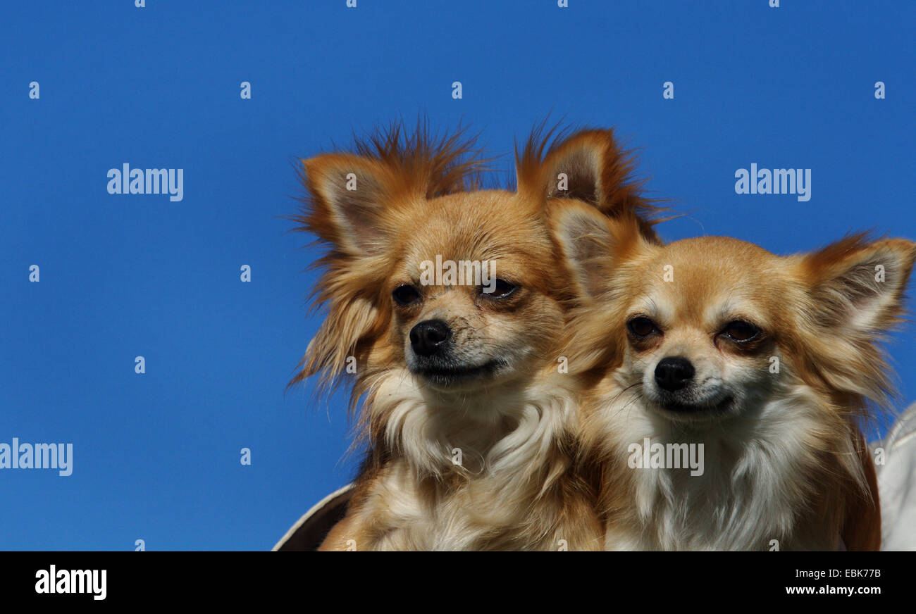 Chihuahuas de pelo largo fotografías e imágenes de alta resolución - Alamy