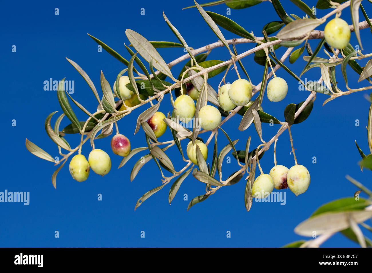 Olivo (Olea europaea ssp. sativa), aceitunas en un árbol Foto de stock