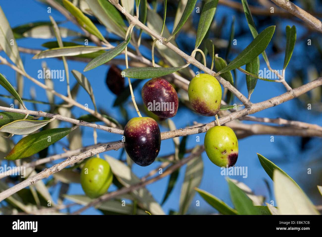 Olivo (Olea europaea ssp. sativa), aceitunas en un árbol Foto de stock