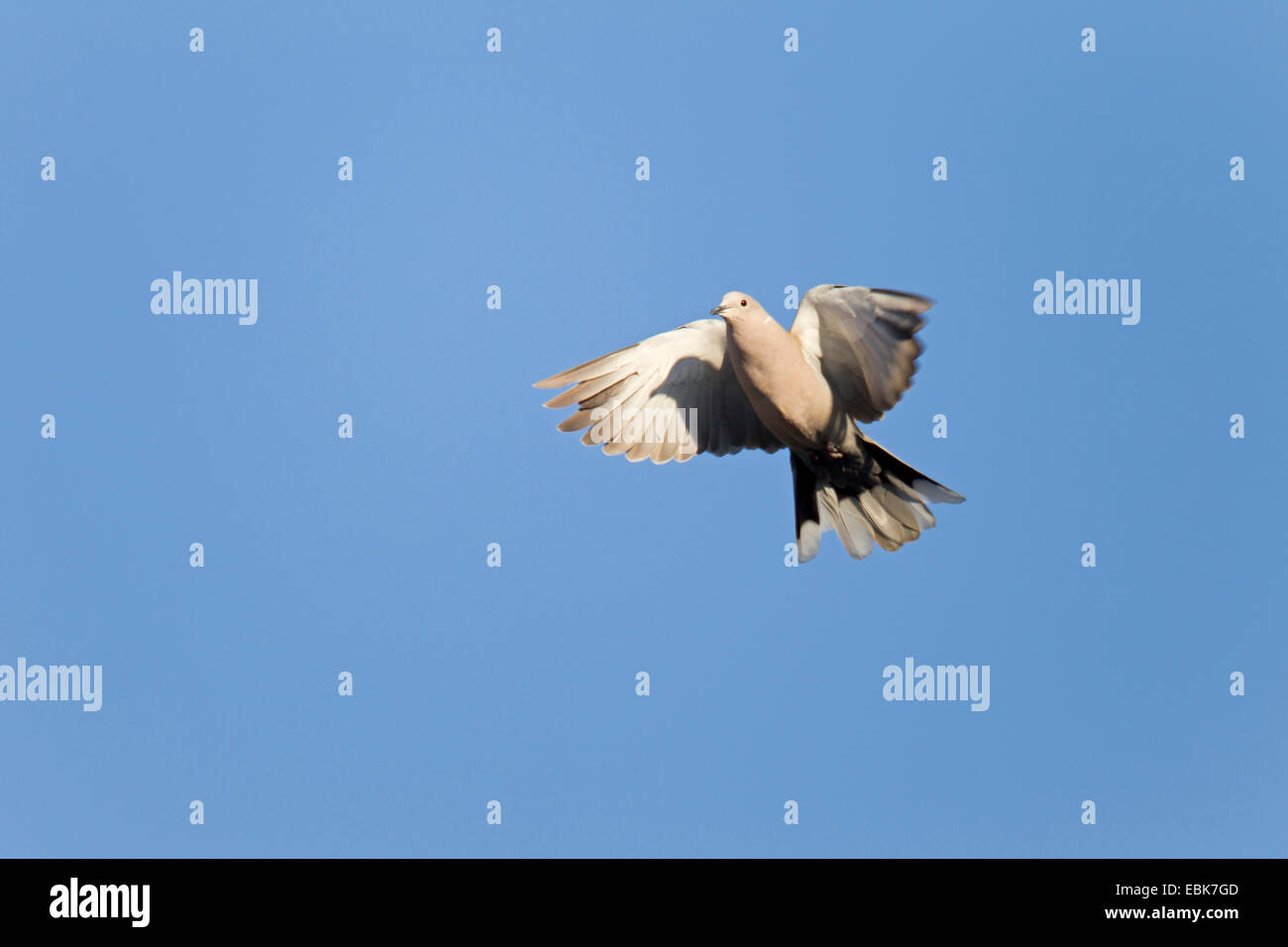 (Streptopelia decaocto collared dove), volando en un cielo azul claro, Alemania, Schleswig-Holstein Foto de stock