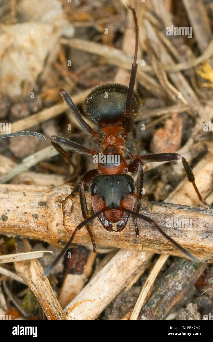 Hormiga de madera roja europea (Formica pratensis), vista superior, Alemania Foto de stock