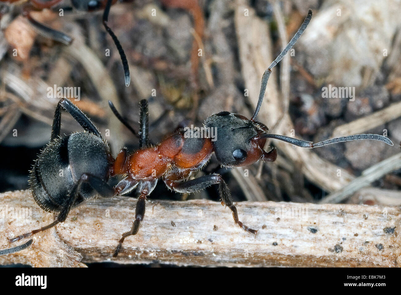 Hormiga de madera roja europea (Formica pratensis), arrastrándose en un brote, Alemania Foto de stock