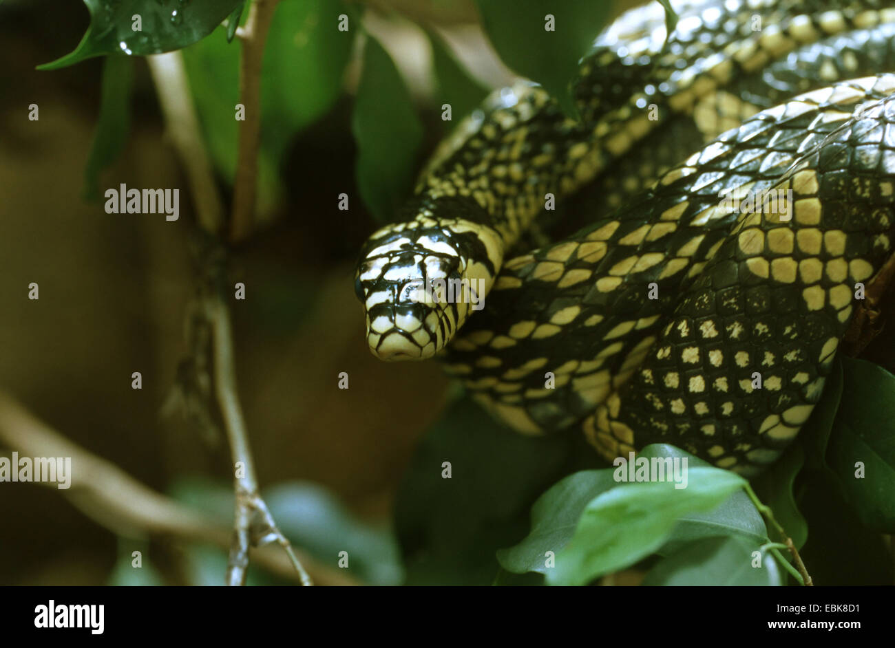 Pollo Tropical snake (Spilotes pullatus), Retrato Foto de stock