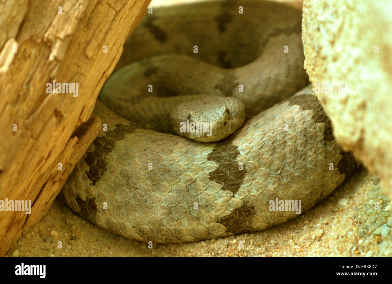 Rock (serpientes de cascabel Crotalus lepidus), herida arriba Foto de stock