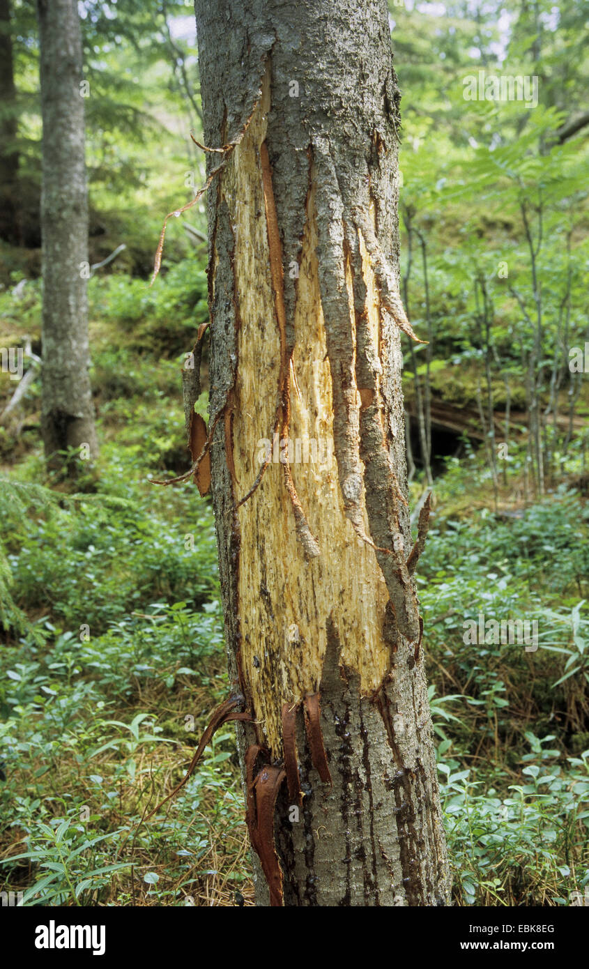Los alces, alces (Alces alces), tronco de pino con los daños en la alimentación por un alce Foto de stock