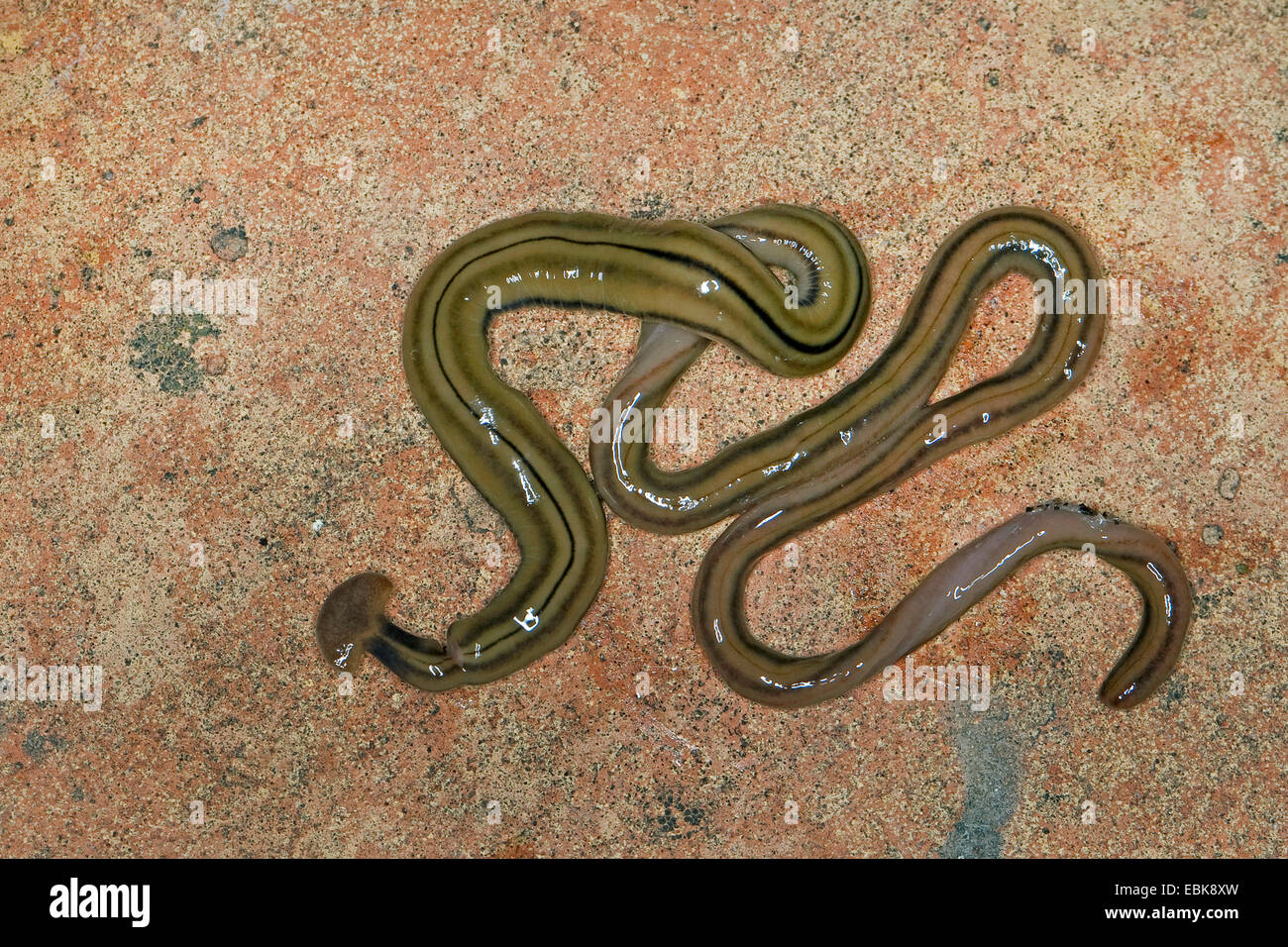 Gusano cabeza de martillo fotografías e imágenes de alta resolución - Alamy