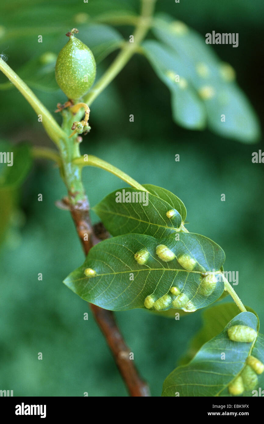 Gall ácaro (Eriophyes erineus), parásitos en las hojas del árbol de nogal Foto de stock