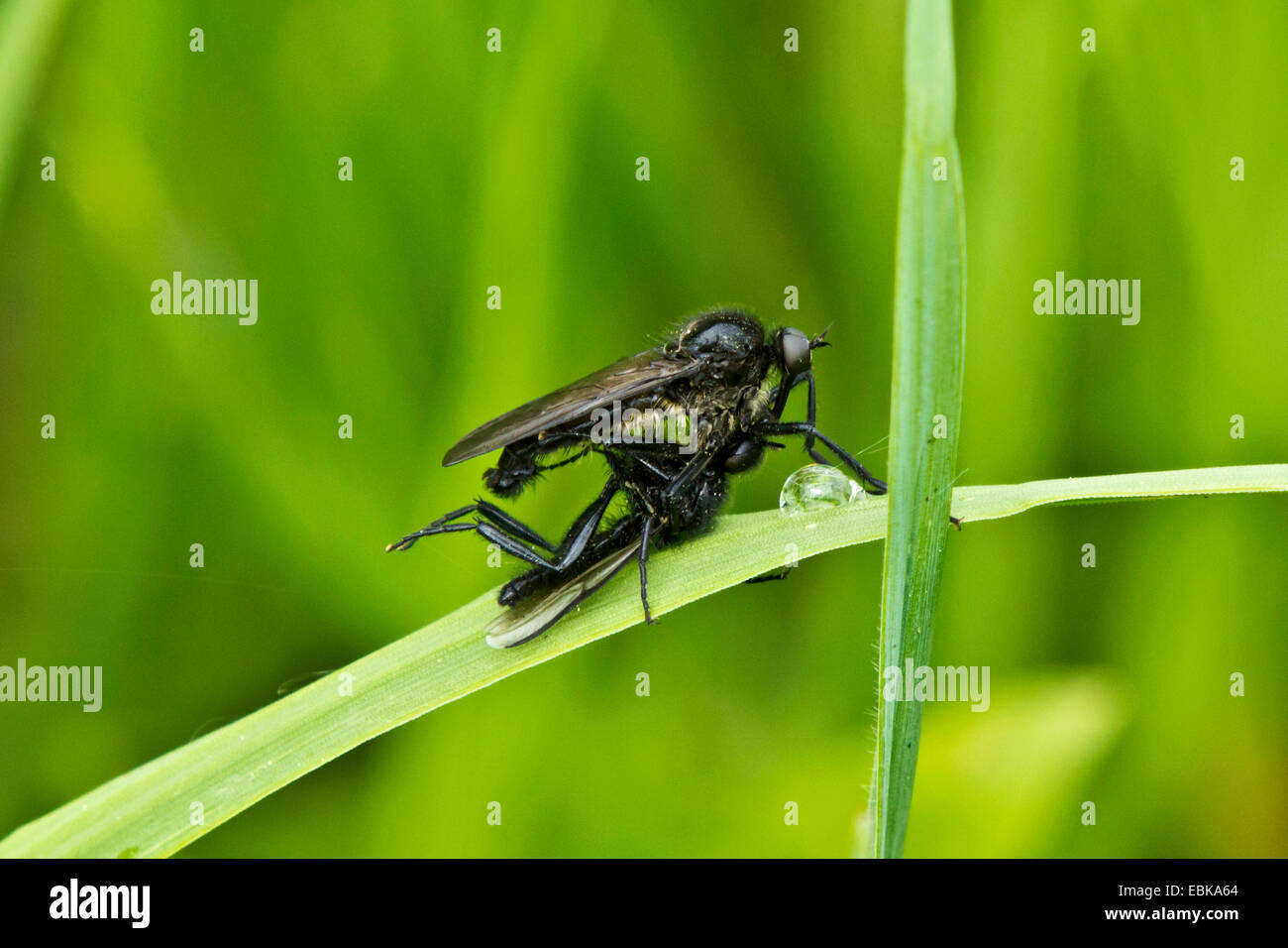Y hierba robberflies moscas (Asilidae), con presas en una hoja de hierba, Alemania, Baviera Foto de stock