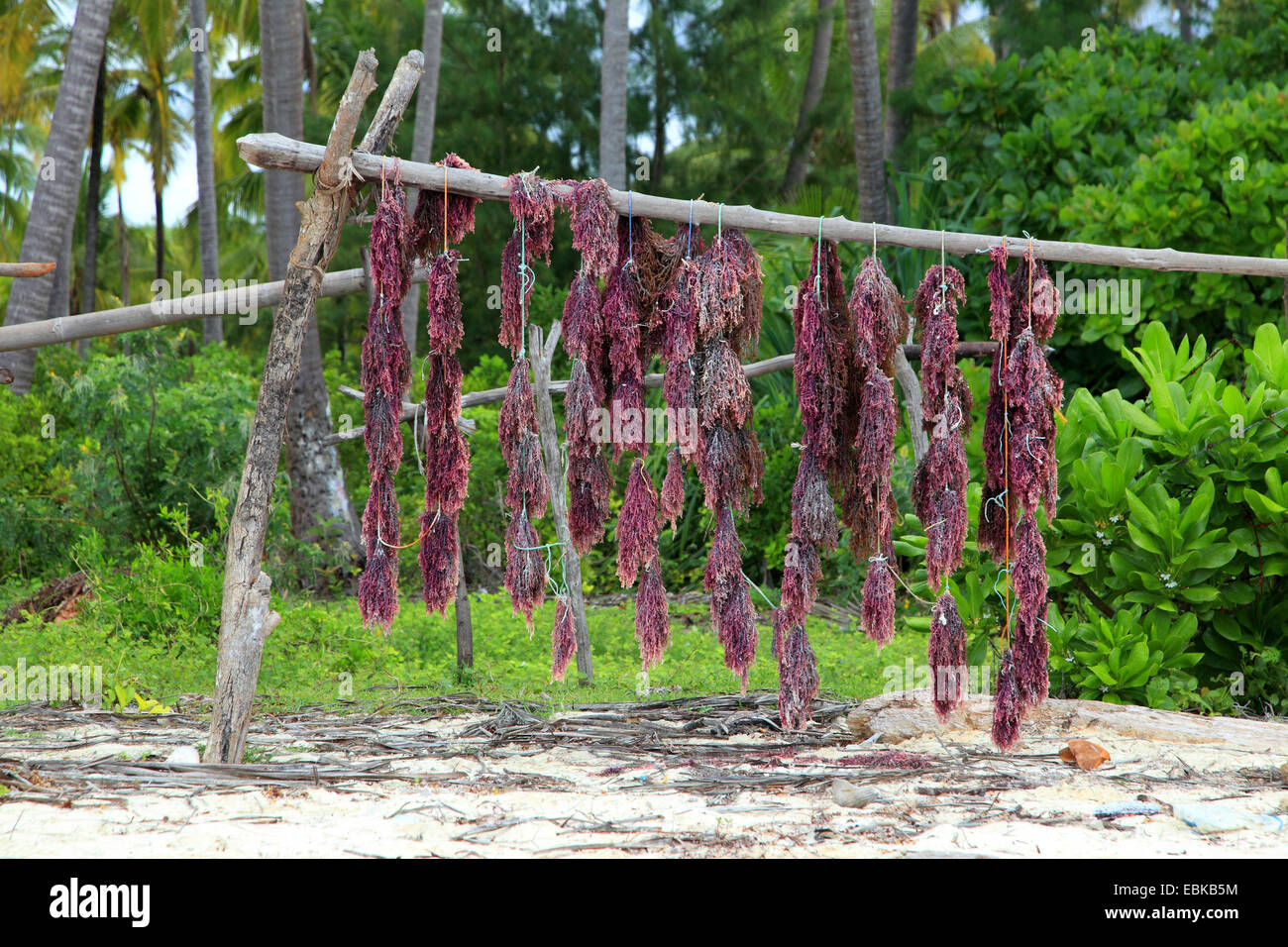 Algas rojas de colgar para secar en la playa de Zansibar, Tanzania, Sansibar Foto de stock