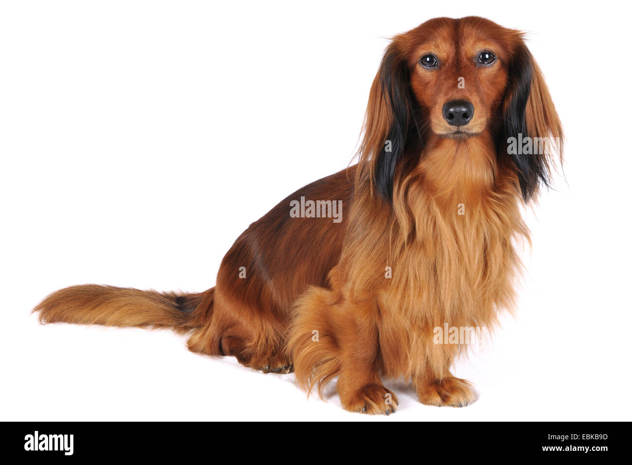 Teckel de pelo largo, de pelo largo, perro salchicha perro doméstico (Canis lupus familiaris) f., retrato de longitud completa, Alemania Foto de stock