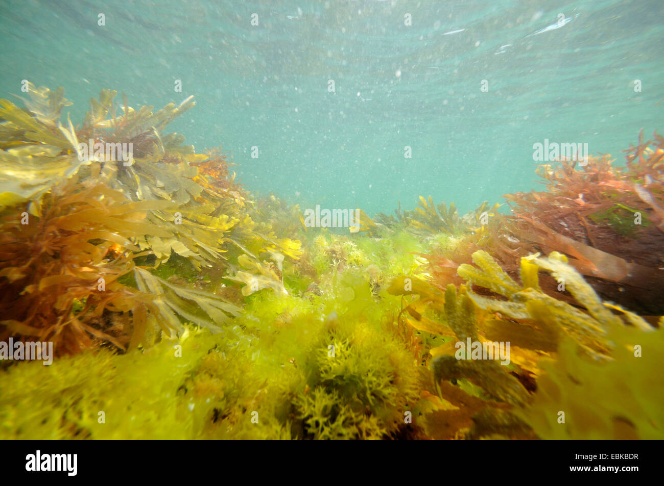 Las algas cubren fondos rocosos , Francia, Bretaña Foto de stock