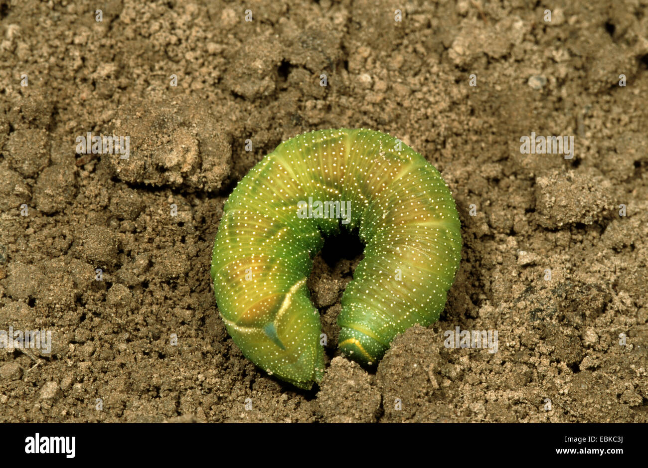 Eyed hawkmoth (Smerinthus ocellata), Caterpillar cavando para pupating, Alemania Foto de stock