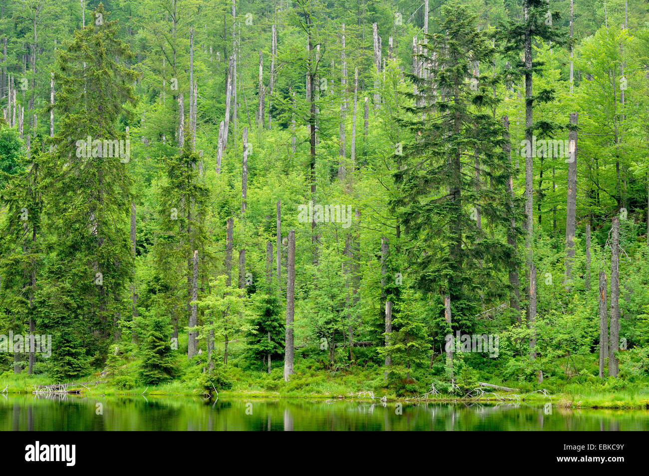 Estanque en un bosque mixto, Alemania, Baviera, Parque Nacional del