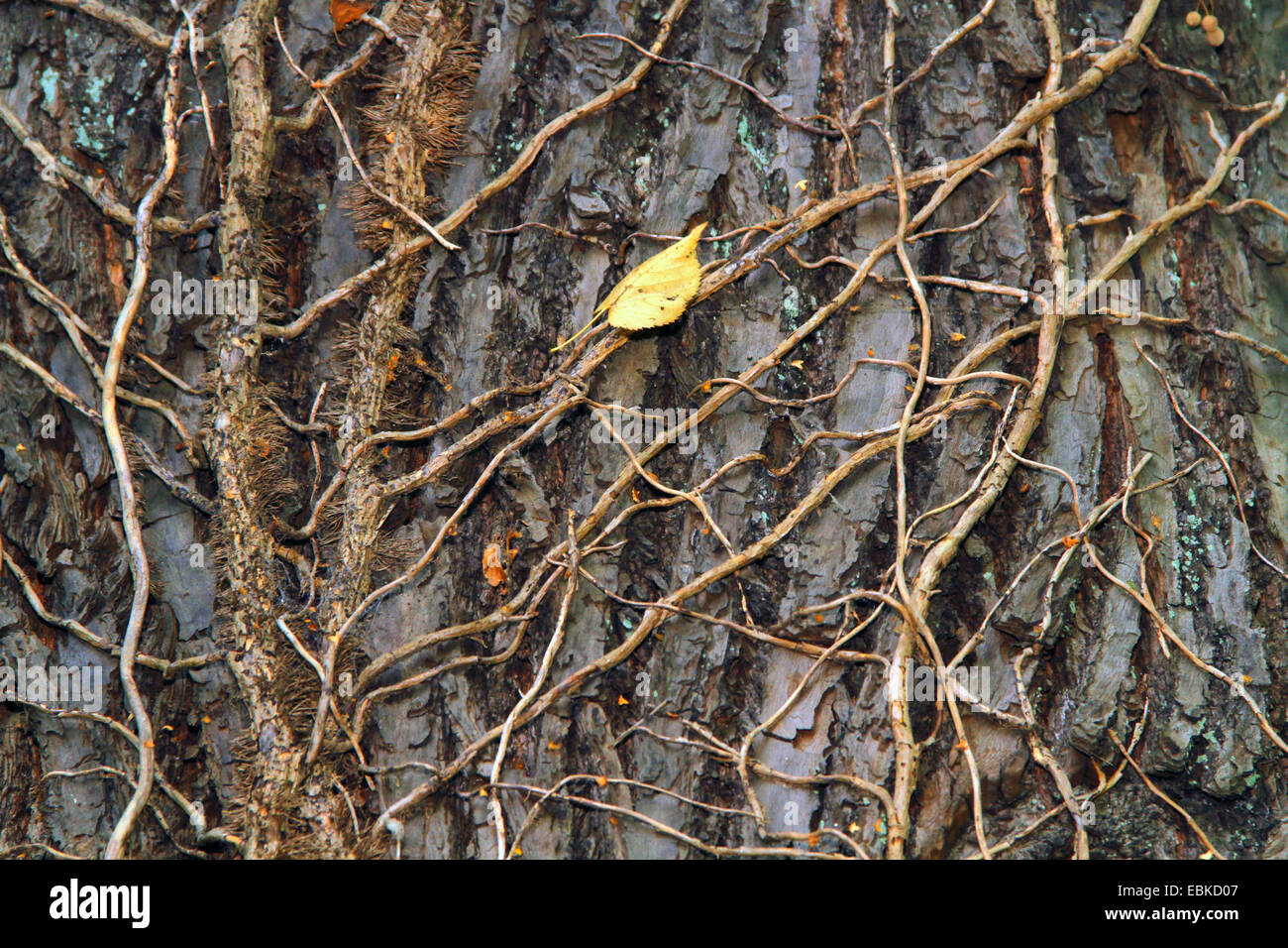 Muertos ivy en un tronco de árbol de cal, Alemania Foto de stock