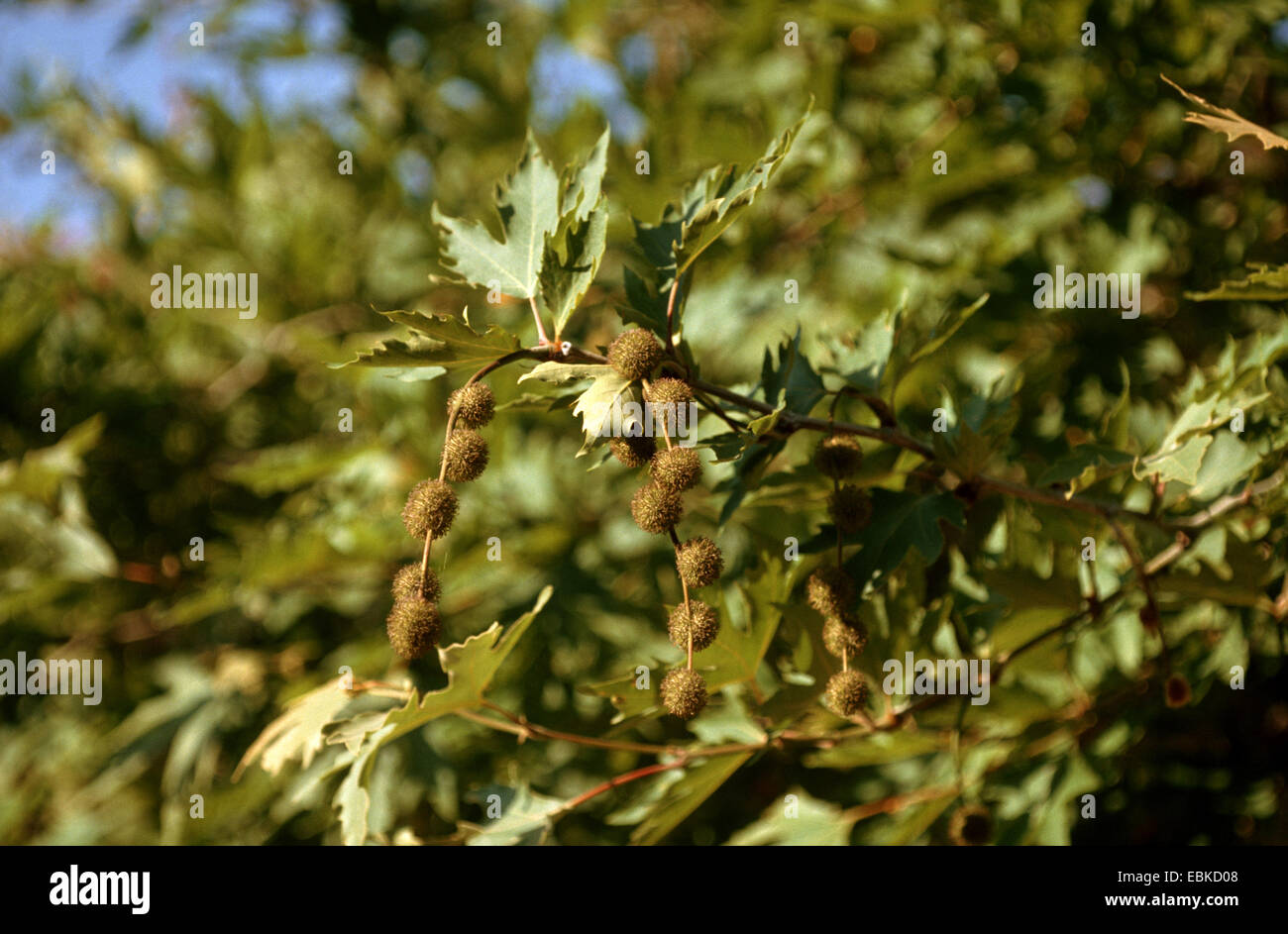 Lacewood, plano Orientales (Platanus orientalis), rama con frutos Foto de stock