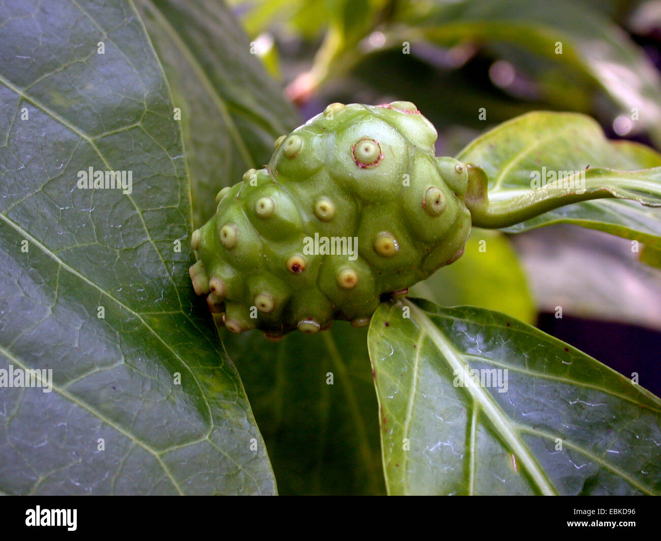 Mulberry indio, Painkiller (Morinda citrifolia, Morinda infructescence bracteata) Foto de stock